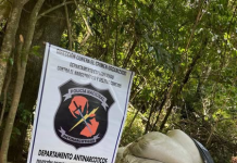 HALLAN E INCINERAN MÁS DE 8 TONELADAS DE MARIHUANA EN TAVAÍ