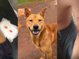 El perro atacó al niño cuando circulaba a bordo de su bicicleta. Foto: Gentileza.