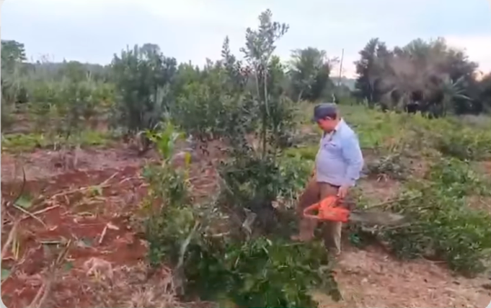 Crisis yerbatera en Mayor Otaño: productores eliminan plantaciones ante caída del precio Foto: Captura Video- Kokue Poty Fm