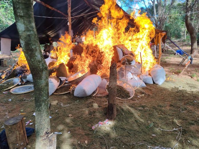 Los intervinientes lograron incautar y destruir 6.200 kilogramos de supuesta marihuana picada, distribuidos en 344 bolsas tipo plastillera, listas para su distribución en el mercado ilegal - Foto: SENAD
