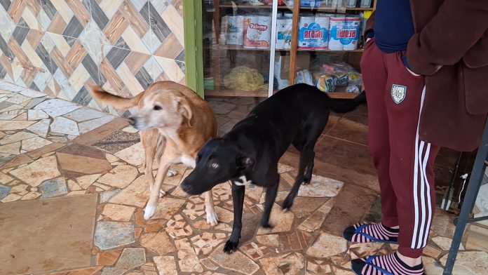 Los animales no solo lograron ahuyentar a los delincuentes, sino que los persiguieron por varias cuadras, lo que obligó a los sospechosos a escapar rápidamente del lugar sin concretar el robo del dinero. Foto: Gentileza. Los animales no solo lograron ahuyentar a los delincuentes, sino que los persiguieron por varias cuadras, lo que obligó a los sospechosos a escapar rápidamente del lugar sin concretar el robo del dinero. Foto: Gentileza.