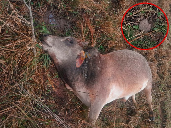 "Cuando un animal aparece así, se debería hacer una autopsia para descartar hipótesis", opinó uno de los lugareños, mientras en redes sociales continúan los debates entre explicaciones racionales y místicas. Foto: Redacción Suceso.