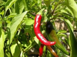 La proyección de la producción será alcanzar 55 hectáreas antes de fin de año. Foto: Gentileza