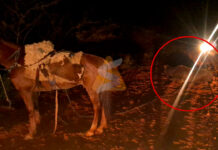 AGENTES POLICIALES FRUSTRAN INTENTO DE ABIGEATO Y RECUPERAN UNA VACA EN YUTY La Policía Nacional continúa con las averiguaciones a fin de identificar al responsable que logró escapar entre la oscuridad. Foto: Redacción Suceso.