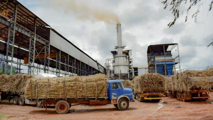 Buscan evitar pérdidas económicas de manera a mantener la cadena productiva de la caña de azúcar. Buscan evitar pérdidas económicas de manera a mantener la cadena productiva de la caña de azúcar.