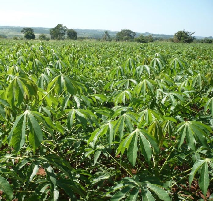 Los cultivos de mandioca reverdecen tras las lluvias. FOTO: GENTILEZA
