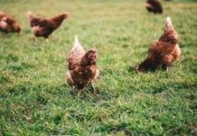Degenerados abusaban de un niño en una granja Foto: Ilustrativa.