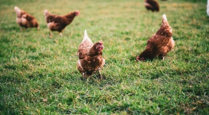 Foto: Ilustrativa. Foto: Ilustrativa.