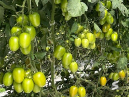 Más de 1.400 productores recibieron las semillas. Foto: Archivo.