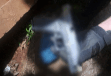 Abatido el delincuente más buscado del Paraguay El hecho ocurrió en Alto Paraná. Foto: PN.