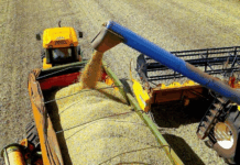 Buena zafra, pero menos ingresos: producción de soja cerró en 10 millones de toneladas Durante el 2025 los envíos de soja generaron ingresos de divisas por valor de USD 3.571 millones, en comparación con el número registrado en la zafra pasada que fue de USD 4.174 millones, que representa USD 815 millones menos. Foto: Archivo