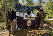 Destruyen cientos de hectáreas de marihuana entre la reserva San Rafael Itapúa y el Parque Caazapá Las jornadas de erradicación de marihuana en Itapúa y Caazapá, concluyo este martes tras arduos ocho días de labor e incursión en diferentes sectores o áreas de los bosques protegidos.Foto: Gentileza.