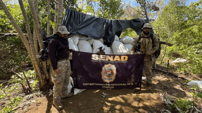Las jornadas de erradicación de marihuana en Itapúa y Caazapá, concluyo este martes tras arduos ocho días de labor e incursión en diferentes sectores o áreas de los bosques protegidos.Foto: Gentileza.