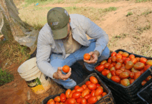 MAG no liberará importación de tomate, pese a reclamos Cosecha. Desde el MAG aseguran que hay suficiente tomate Foto: GENTILEZA