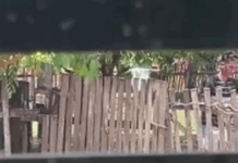 Un nieto es detenido por supuesto maltrato a su abuela en Concepción El joven fue captado por una vecina cuando supuesamente agredía a su abuela.Foto: Captura.